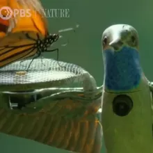 Beautiful disguised drone video opens up new worlds